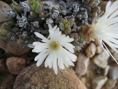 Trichodiadema mirabile, photographed by Christiaan Viljoen