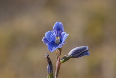 Thelymitra cyanea, photographed by Hayden Jones