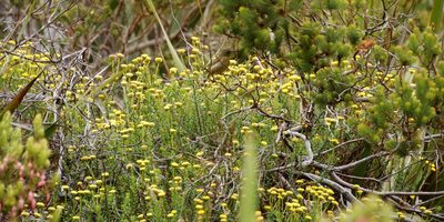 Chrysocoma coma-aurea, photographed by Tony Rebelo