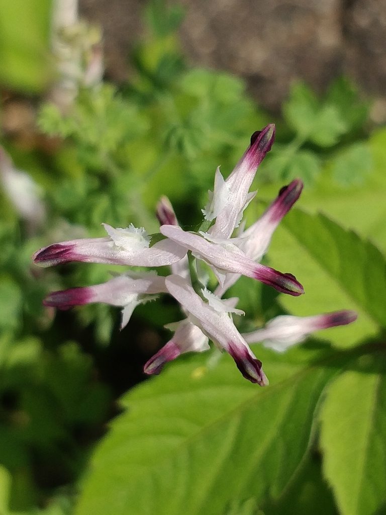 Fumaria sepium, photographed by Vítor Jorge