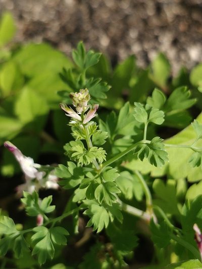 Fumaria sepium, photographed by Vítor Jorge