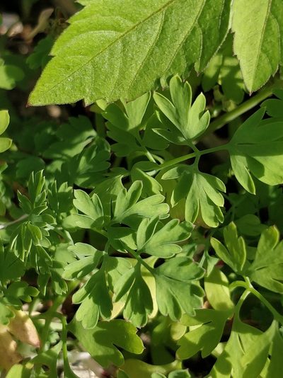 Fumaria sepium, photographed by Vítor Jorge