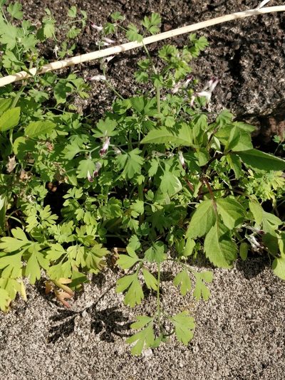 Fumaria sepium, photographed by Vítor Jorge