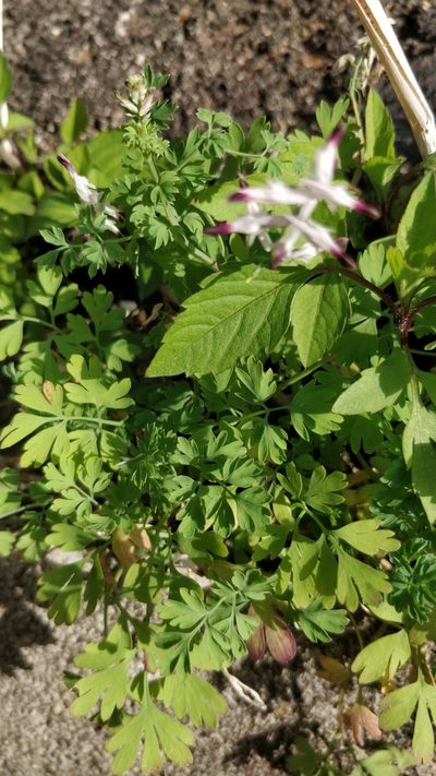 Fumaria sepium, photographed by Vítor Jorge