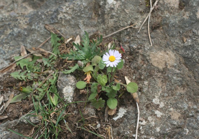 Bellis caerulescens, photographed by Oleg Kosterin