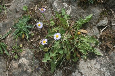Bellis caerulescens, photographed by Oleg Kosterin