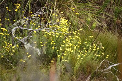 Chrysocoma coma-aurea, photographed by Tony Rebelo
