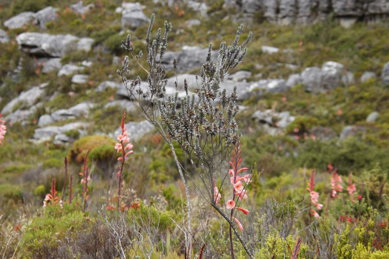 Amphithalea imbricata, photographed by Tony Rebelo
