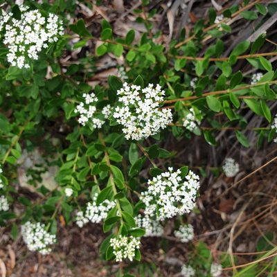 Platysace lanceolata, photographed by Shelomi Doyle