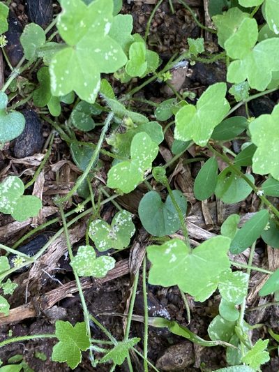 Hydrocotyle acutiloba, photographed by Richard Fuller