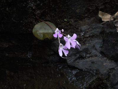 Impatiens acaulis, photographed by Dinesh Valke