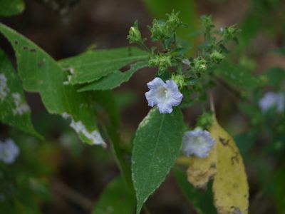 Strobilanthes ixiocephala, photographed by Dinesh Valke