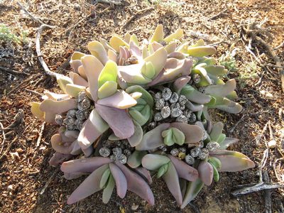 Glottiphyllum neilii, photographed by Christiaan Viljoen