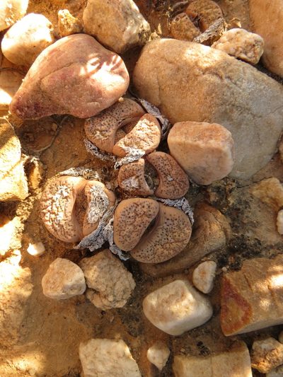 Lithops localis, photographed by Christiaan Viljoen