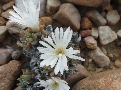 Trichodiadema mirabile, photographed by Christiaan Viljoen