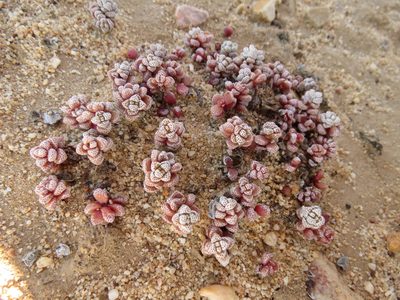 Crassula corallina, photographed by Christiaan Viljoen