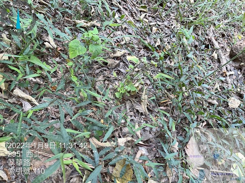 Oplismenus compositus, photographed by 謝麗霦