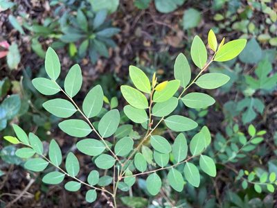 Phyllanthus reticulatus, photographed by 謝麗霦