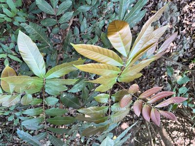 Dimocarpus longan, photographed by 謝麗霦
