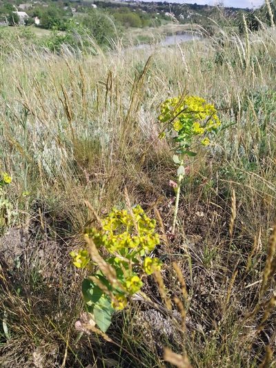 Euphorbia agraria, photographed by Oleksii Vasyliuk