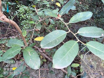 Ficus tinctoria, photographed by 謝麗霦