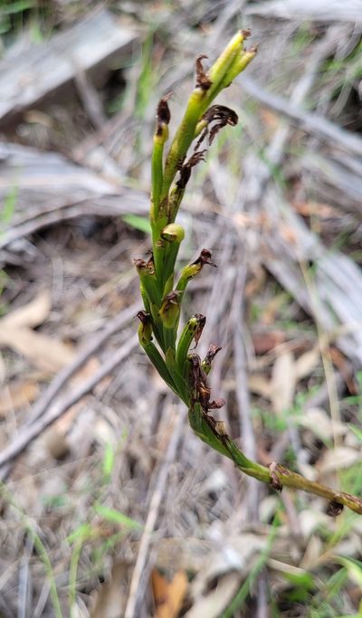 Prasophyllum flavum, photographed by Eamonn Culhane