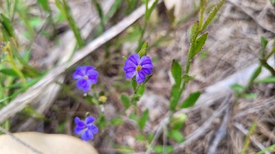 Dampiera stricta, photographed by Eamonn Culhane