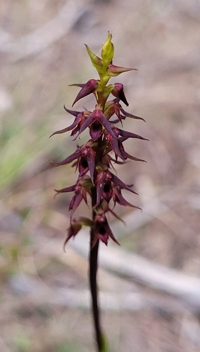 Genoplesium filiforme, photographed by Eamonn Culhane