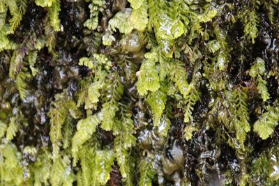 Hymenophyllum capense, photographed by Tony Rebelo