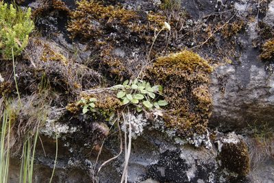 Hermas capitata, photographed by Tony Rebelo
