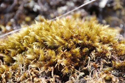 Rhacocarpus purpurascens, photographed by Tony Rebelo