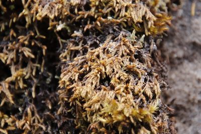 Rhacocarpus purpurascens, photographed by Tony Rebelo