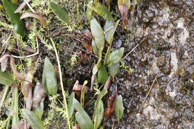 Elaphoglossum conforme, photographed by Tony Rebelo
