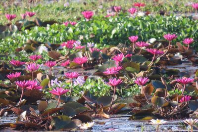 Nymphaea rubra, photographed by Navaneeth Sini George