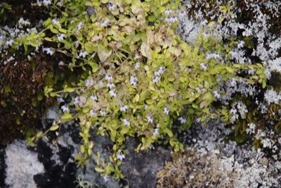 Unigenes humifusa, photographed by Tony Rebelo
