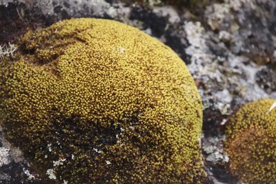 Hypodontium pomiforme, photographed by Tony Rebelo