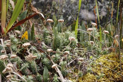 Anaxeton arborescens, photographed by Tony Rebelo
