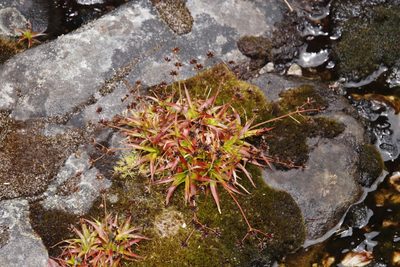 Juncus lomatophyllus, photographed by Tony Rebelo