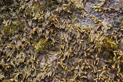 Rhacocarpus purpurascens, photographed by Tony Rebelo