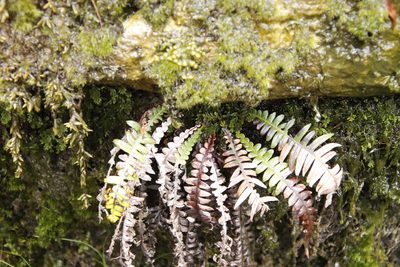 Lomaridium attenuatum, photographed by Tony Rebelo