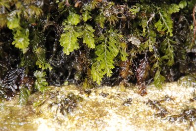 Hymenophyllum capense, photographed by Tony Rebelo