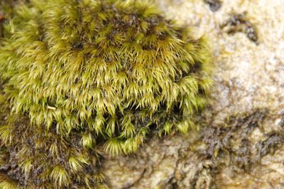 Leucoloma sprengelianum, photographed by Tony Rebelo