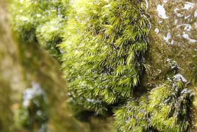 Campylopus bartramiaceus, photographed by Tony Rebelo