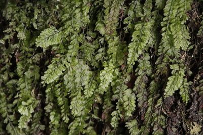 Hymenophyllum capense, photographed by Tony Rebelo