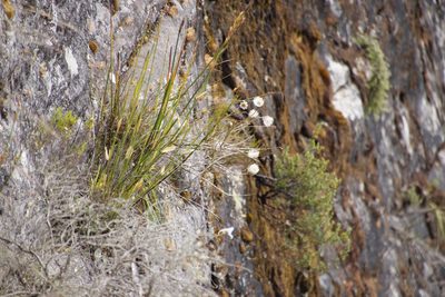 Edmondia sesamoides, photographed by Tony Rebelo