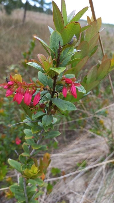 Gaylussacia brasiliensis, photographed by JG