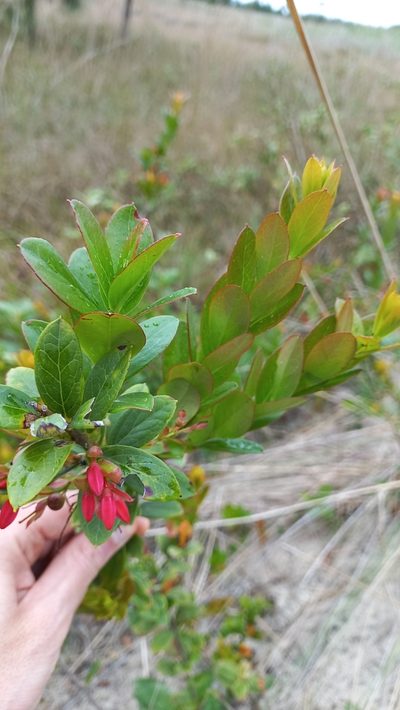 Gaylussacia brasiliensis, photographed by JG