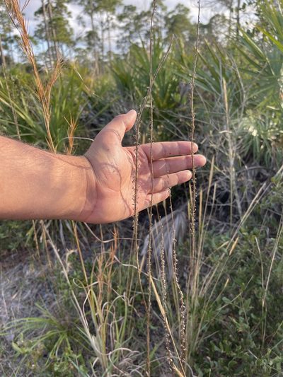 Liatris laevigata, photographed by Brandon Corder