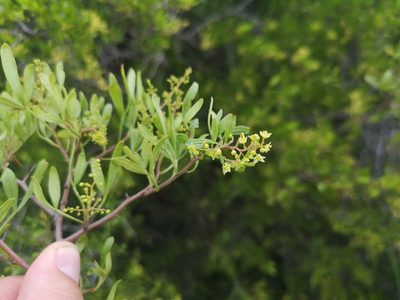 Searsia ciliata, photographed by Ricus Nel