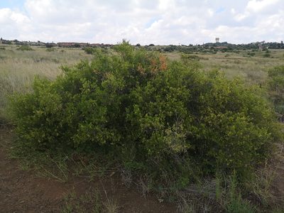 Searsia ciliata, photographed by Ricus Nel